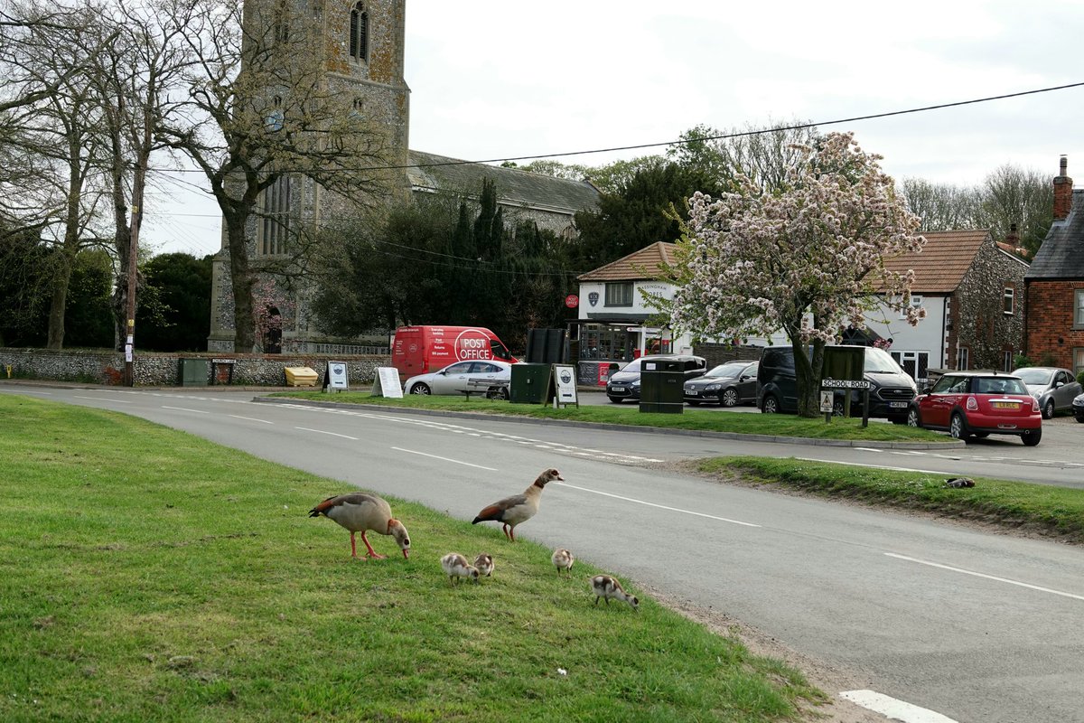 Pair of Egyptian geese out and about with their goslings, all on a typical village green in Norfolk! Conservation@althorp.com #Norfolk #villagegreen