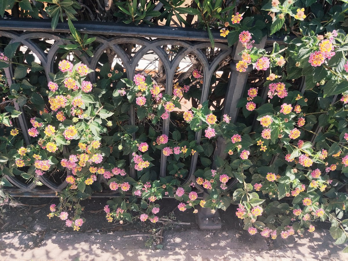 Emberlith's tweet photo. Había olvidado lo linda que es la primavera 🌸🌼
Hoy sali a hacer unos cositos y vi flores lindas ✨ https://t.co/xrMb5h2y3T