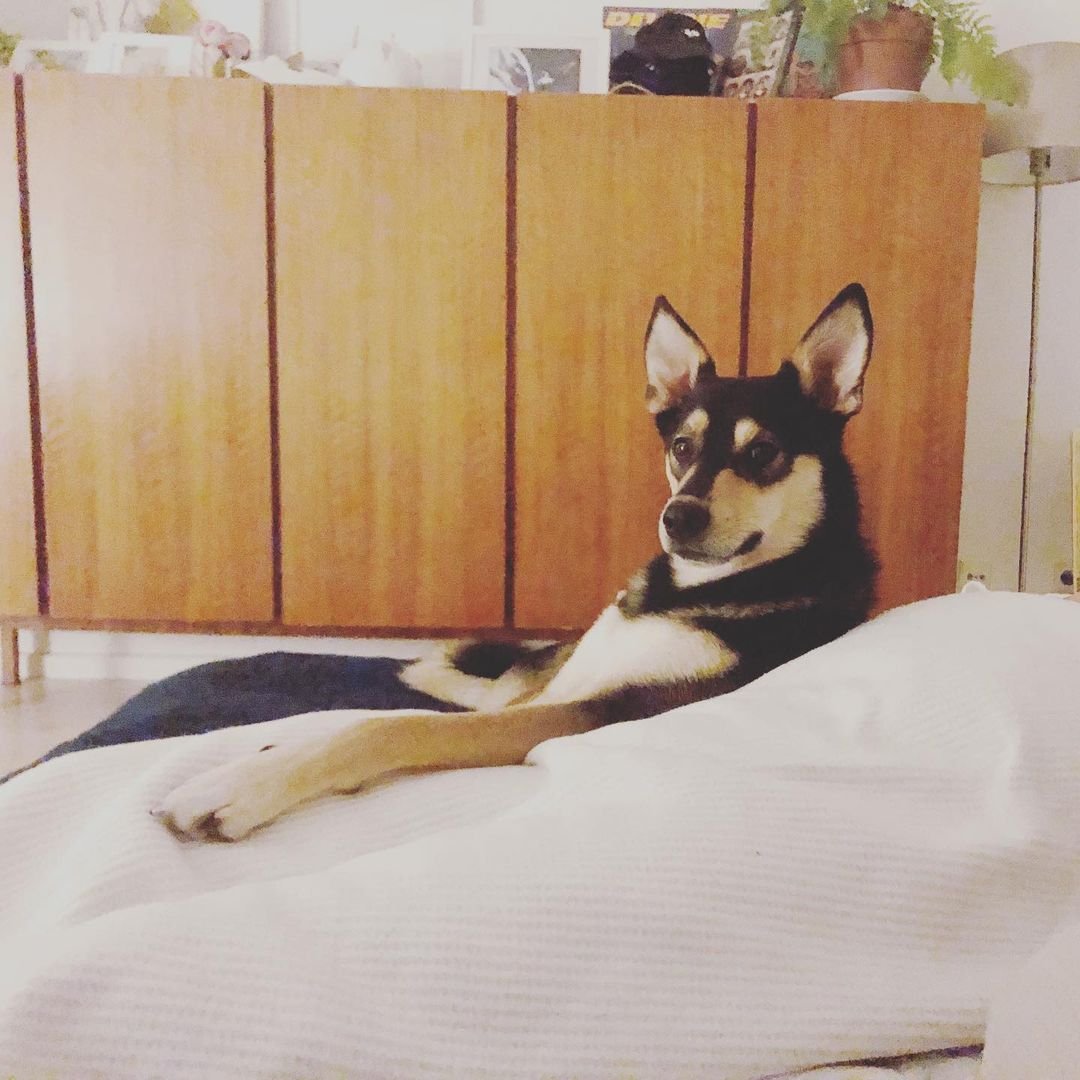 Anthony_GreNN's tweet photo. My dog is way too serious for his own good sometimes. Even during playtime, he's got that 'CEO in a boardroom' vibe going on. Anyone else have a furry friend with a no-nonsense attitude? 🐾😄 #seriousdog #playtime #petlife https://t.co/TfOniMA7Sv