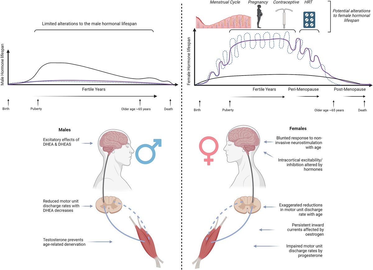 The menopausal transition accelerates neuromuscular aging in females compared to males. This 🆓 article includes journal club questions: brnw.ch/21wIRBa