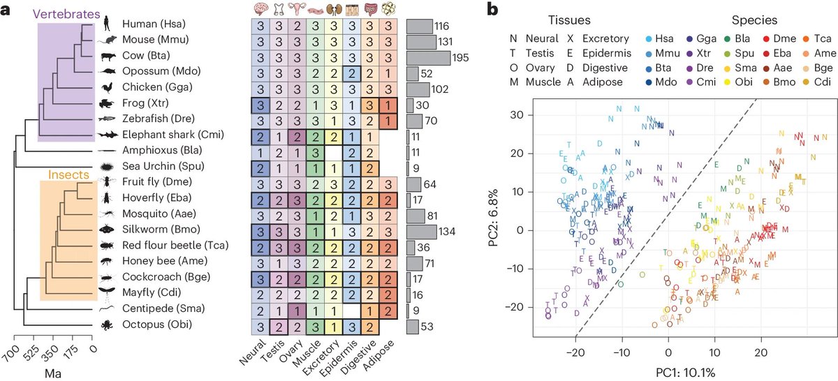 Evolution of tissue-specific expression of ancestral genes across vertebrates and insects rdcu.be/dETRg