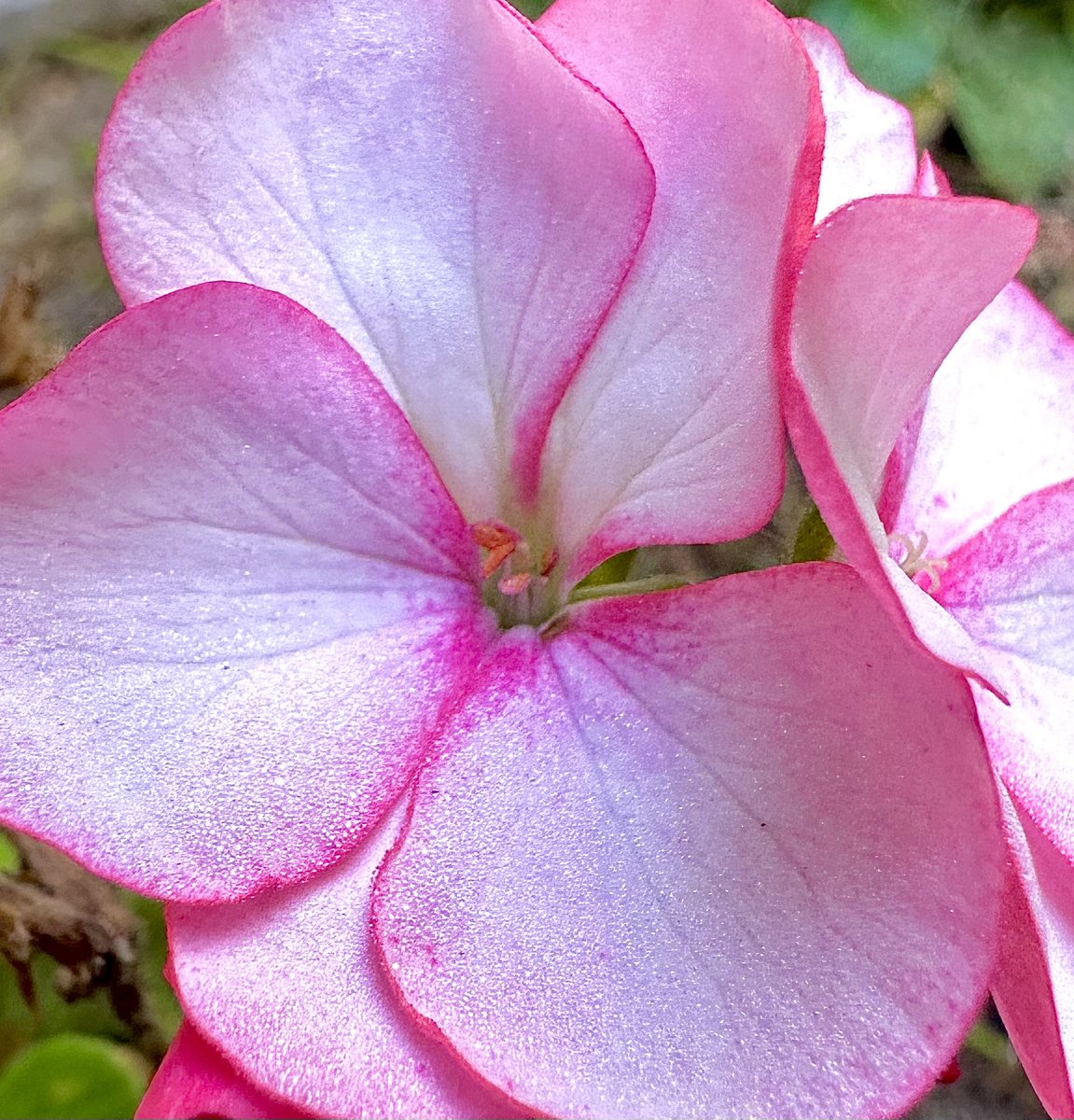 #AlphabetChallenge #WeekP 

P is for “Pink” flower.