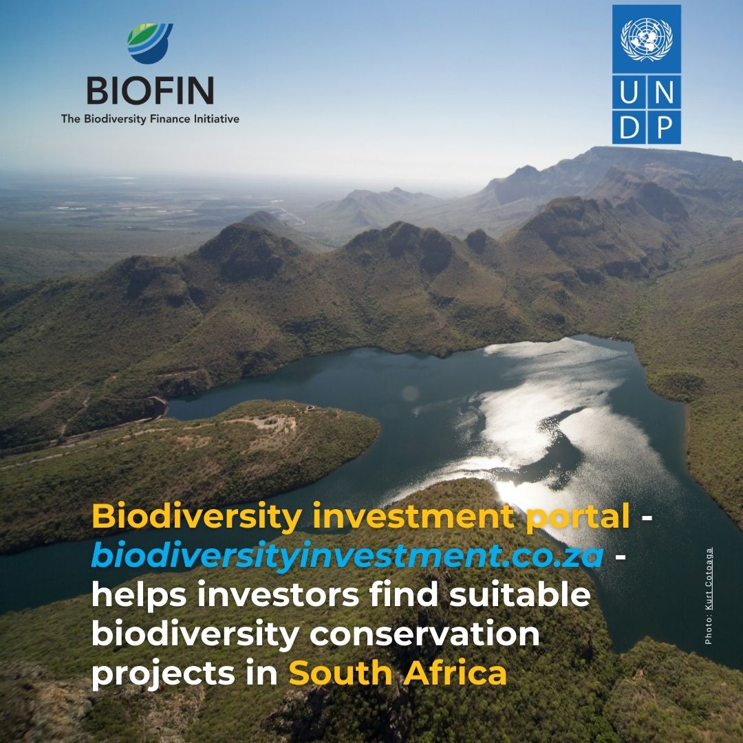 South Africa's biodiversity is not only a treasure, but also an economic engine. With the support of @UNDP_BIOFIN, the first biodiversity investment portal is up and running, connecting investors with impactful conservation projects. 📖 biofin.org/news-and-media… @UNDPSouthAfrica