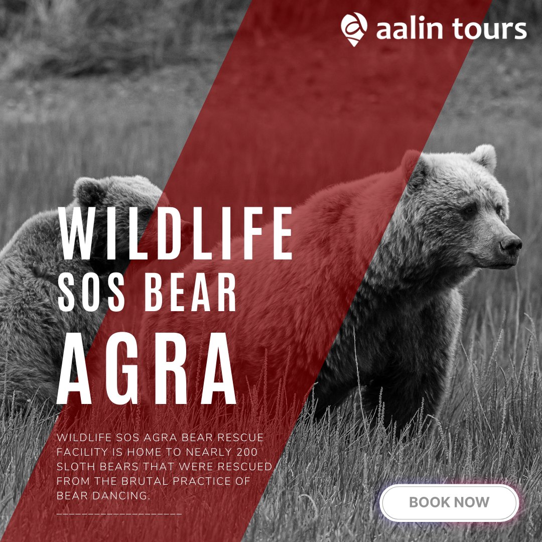 AalinTours's tweet photo. Wildlife SOS Agra Bear Rescue Facility is home to nearly 200 sloth bears that were rescued from the brutal practice of bear dancing.
HURRY !! BOOK YOUR TOUR NOW
Call Us - +91-9756686666
Visit Us - https://t.co/jvoTUrp6KB
#indiatravel #india #travel #incredibleindia https://t.co/bx4Y3ROhNj