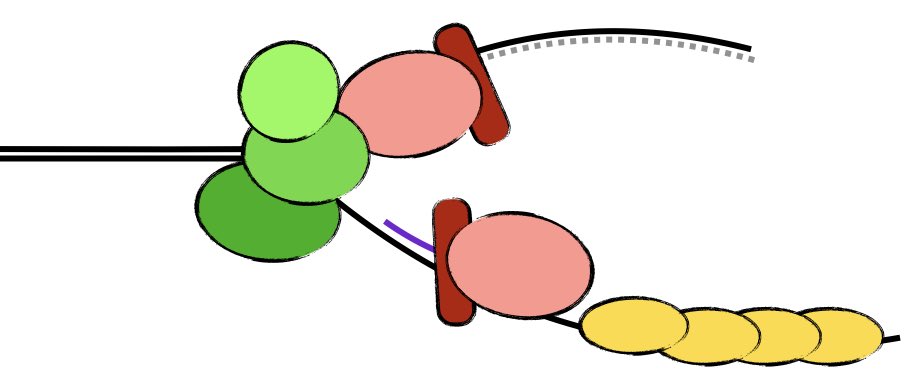 Thank you @LEOFondet for supporting our new projects on viral replication strategies! 🙏 Looking so much forward to explore beautiful structures and functional mechanisms over the next 3 years leo-foundation.org/en/grantee/ cpr.ku.dk/research/prote…