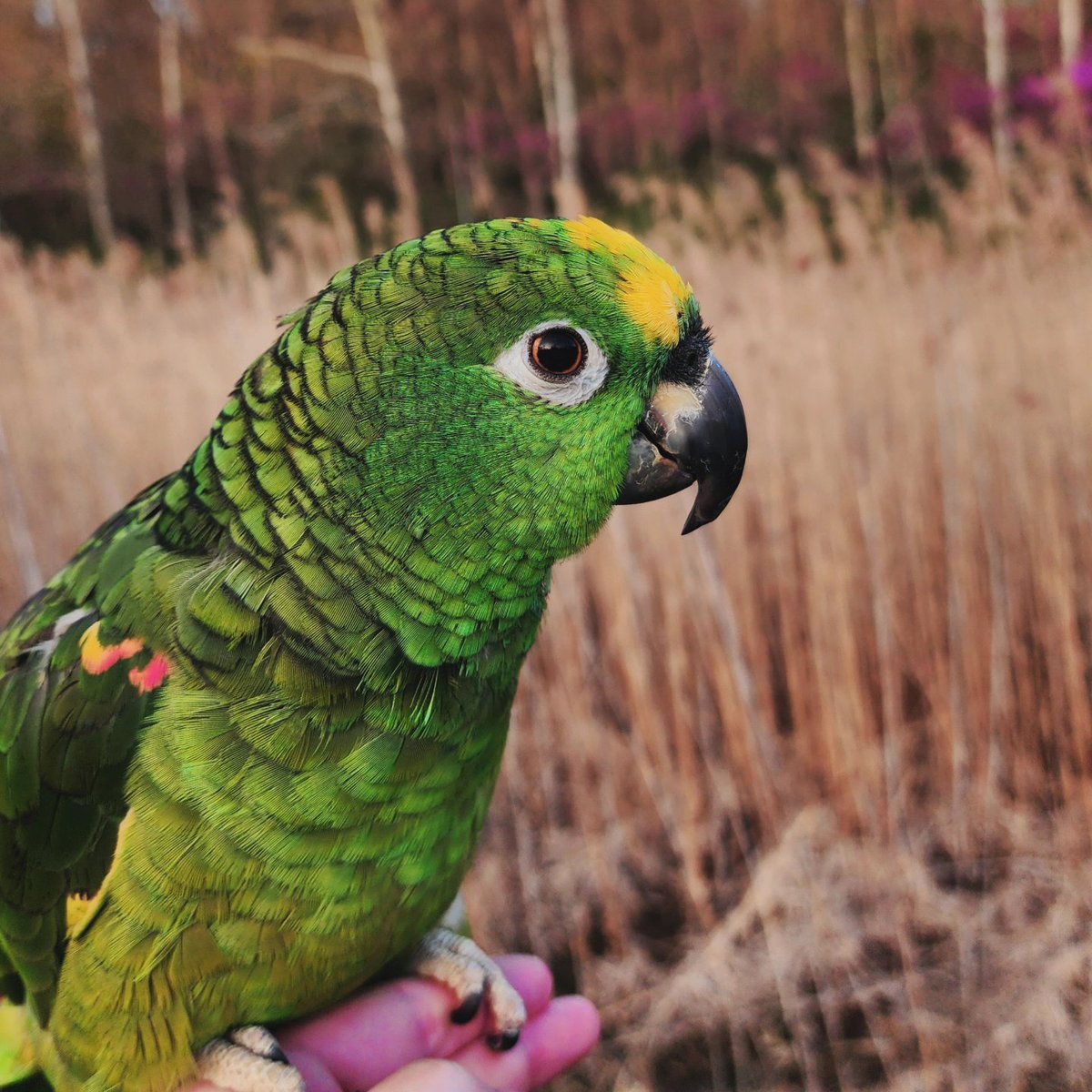 MxTeddybear's tweet photo. Navi will be starting radiation therapy April 22. She will have 5 treatments, one a day. I will be staying at an airBnB with her in Illinois while she is being treated. 
Treatment is not a guarantee cure but it at least gives a chance. 
https://t.co/elvQb5M0RT
#parrot #cancer https://t.co/3n2L3Wka0k