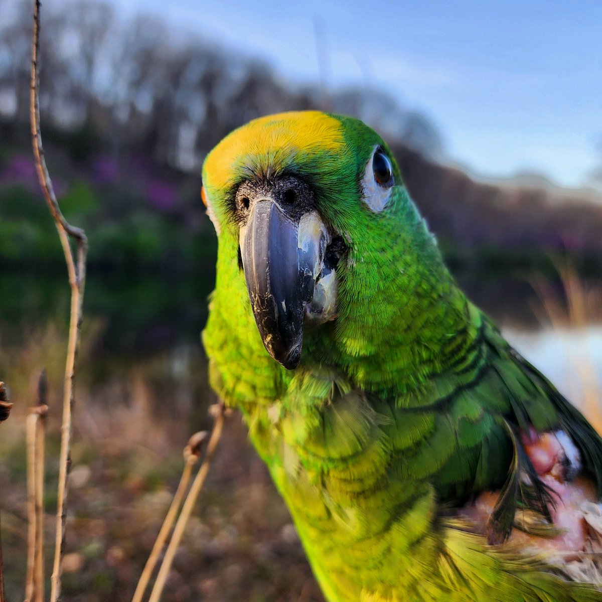 MxTeddybear's tweet photo. Navi will be starting radiation therapy April 22. She will have 5 treatments, one a day. I will be staying at an airBnB with her in Illinois while she is being treated. 
Treatment is not a guarantee cure but it at least gives a chance. 
https://t.co/elvQb5M0RT
#parrot #cancer https://t.co/3n2L3Wka0k