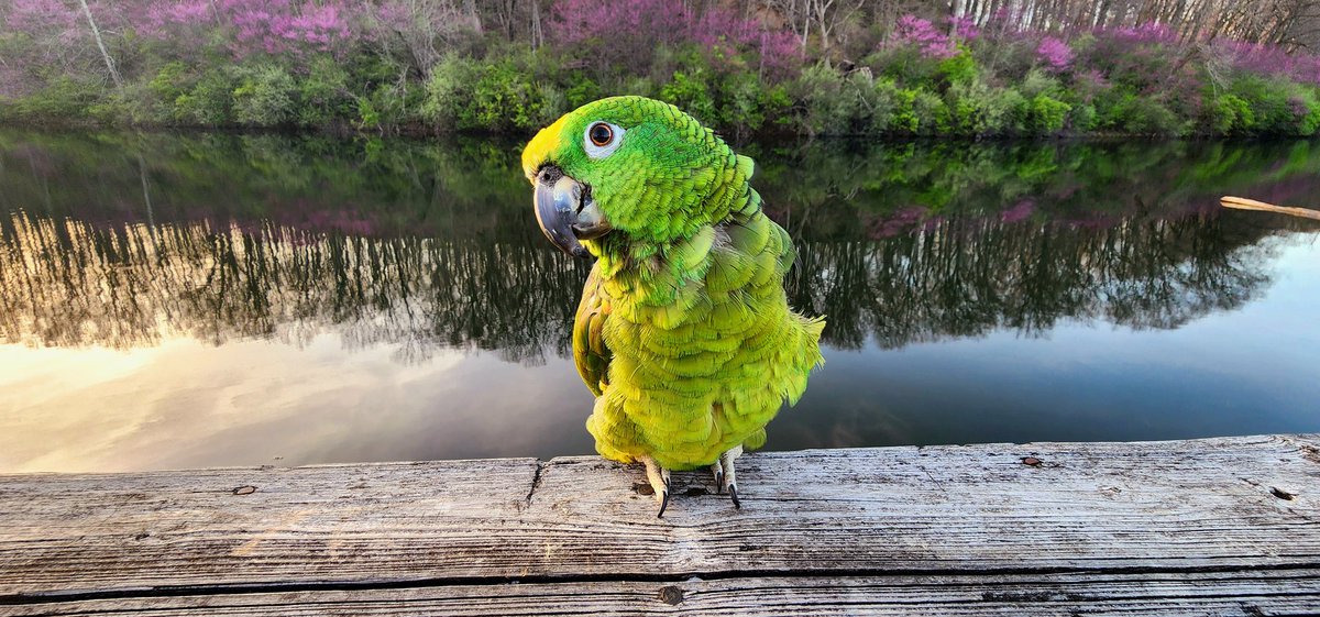 MxTeddybear's tweet photo. Navi will be starting radiation therapy April 22. She will have 5 treatments, one a day. I will be staying at an airBnB with her in Illinois while she is being treated. 
Treatment is not a guarantee cure but it at least gives a chance. 
https://t.co/elvQb5M0RT
#parrot #cancer https://t.co/3n2L3Wka0k