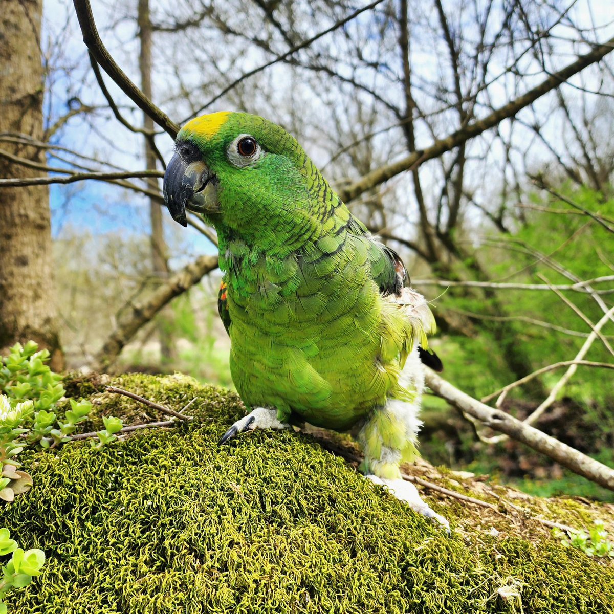 MxTeddybear's tweet photo. Navi will be starting radiation therapy April 22. She will have 5 treatments, one a day. I will be staying at an airBnB with her in Illinois while she is being treated. 
Treatment is not a guarantee cure but it at least gives a chance. 
https://t.co/elvQb5M0RT
#parrot #cancer https://t.co/3n2L3Wka0k