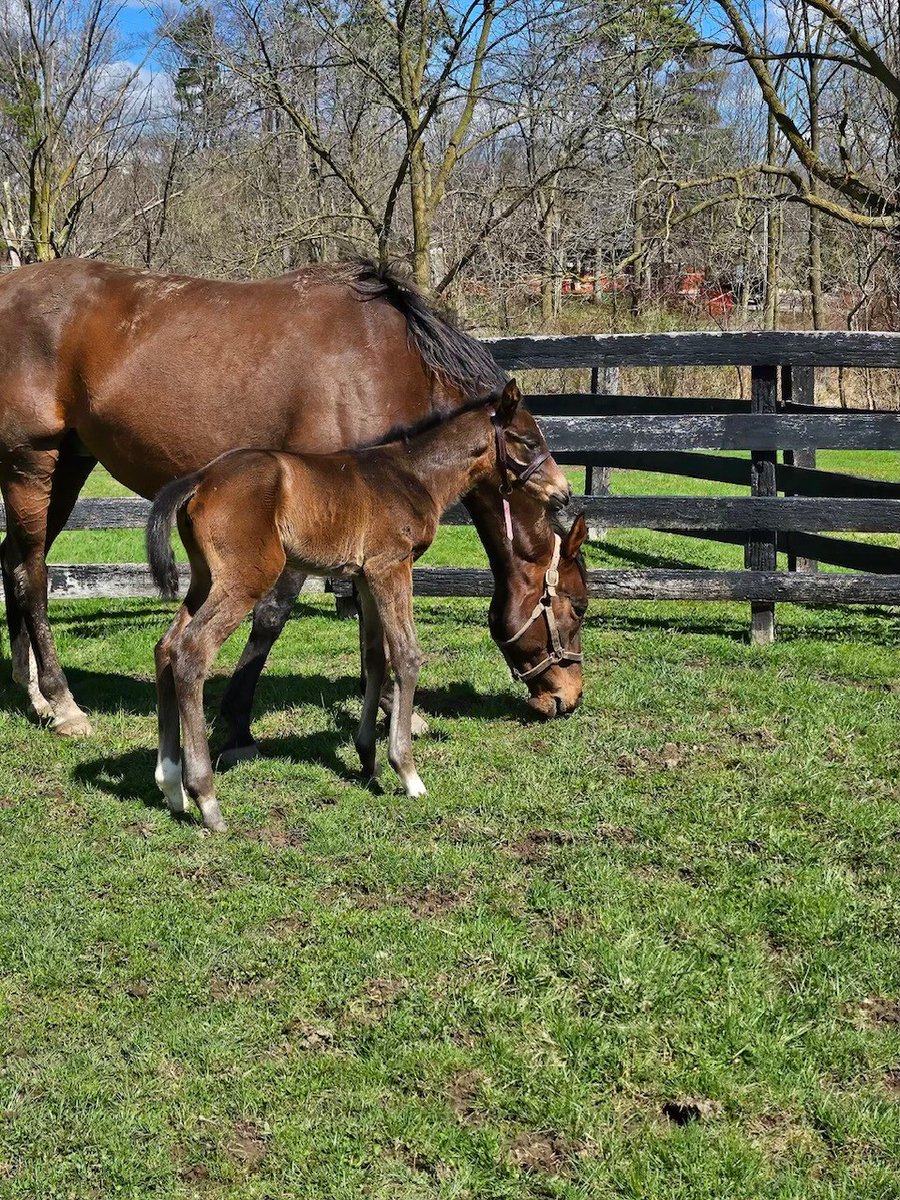 Our mare All In Time, by Curlin bred to Keepmeinmind had a very nice looking leggy filly, half sister to Libban currently in the barn for @C2RacingStable.