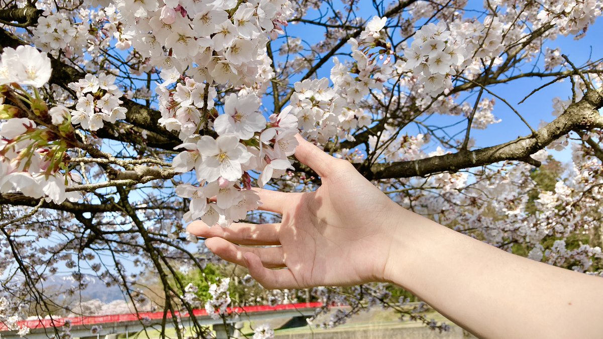 ニペイラ (@nipeira) on Twitter photo 