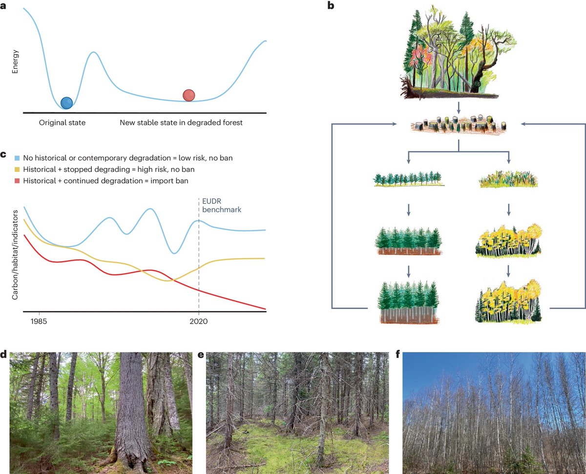 Quantifying forest degradation requires a long-term, landscape-scale approach rdcu.be/dETQZ