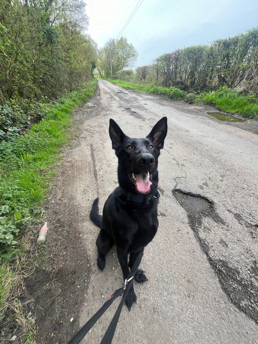 Atlas is 2yrs old and he can live with older kids and other #dogs, Atlas has missed out on everything a young #GermanShepherd needs so an exp home that can go back to basics needed please #Essex gsrelite.co.uk/atlas/
