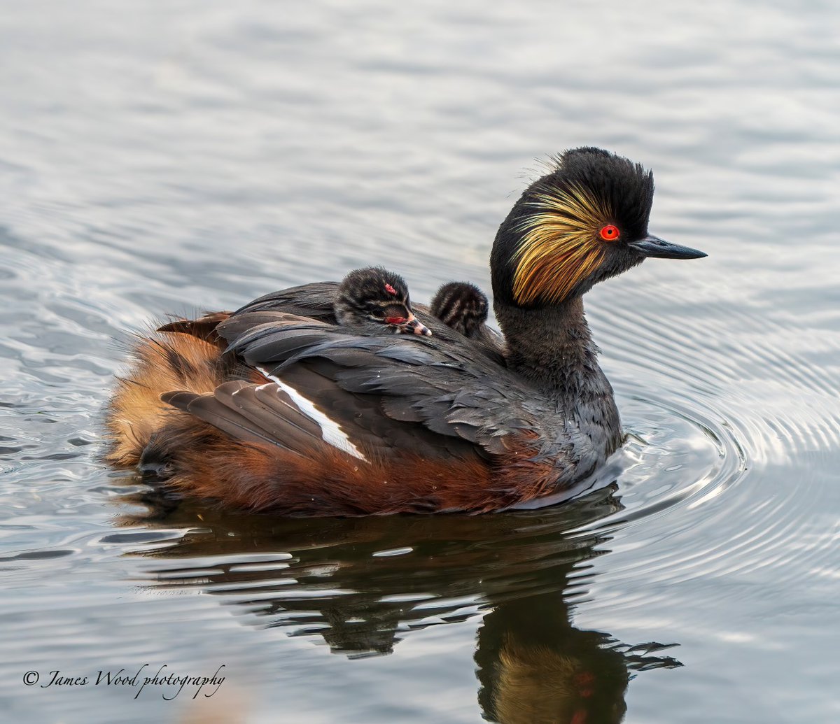 Join us for a once-in-a-lifetime experience at #RSPBStAidans! 🦆 Our Specialist Black Necked Grebe walk awaits, where you'll discover these stunning birds in their natural habitat as our knowledgeable wardens guide you through their world: events.rspb.org.uk/browse?filter[… 📸|James Wood