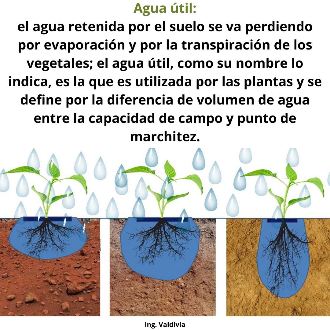 InteresAgro's tweet image. La termino de agua útil en el suelo se refiere a la cantidad de agua disponible para las plantas después de que se han tenido en cuenta las pérdidas por drenaje y evaporación. Es crucial para la eficiencia del riego y la planificación de siembras. 🌱🧑‍🌾💧