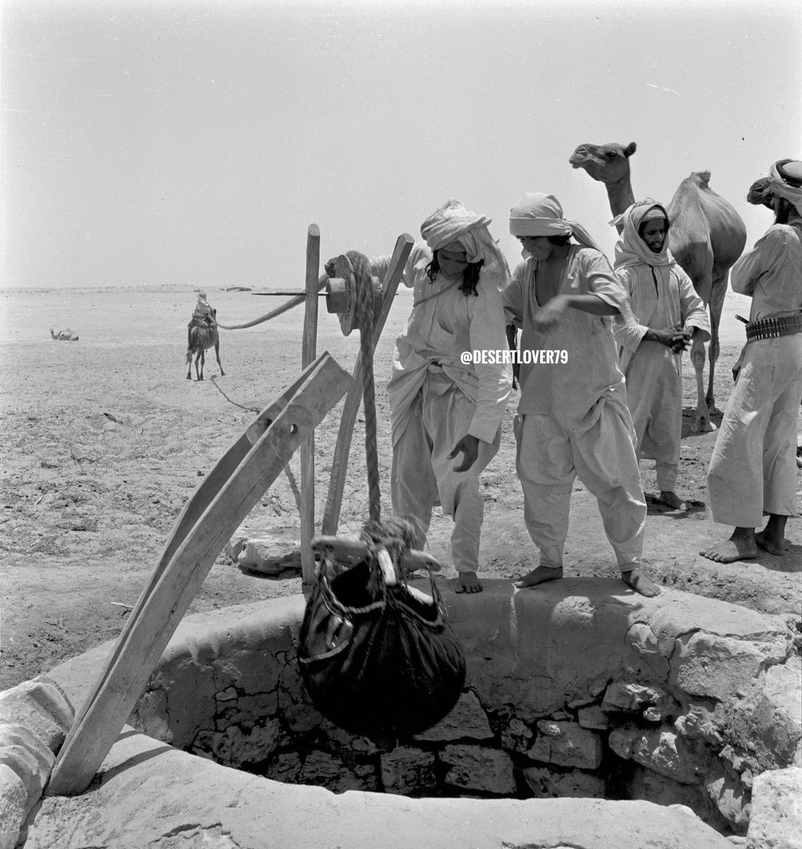 hashalhsa's tweet image. صورة: مجموعة من البدو اثناء استخراج الماء من بئر بعمق ٣٦ متر الى السطح في قربة مصنوعة من جلد الماعز يتم رفعها بحبل يسحبه جمل ليتم افراغها في حوض من جلد الابل لسقي القطيع في صحراء محافظة #الأحساء 1947 م

من  @desertlover79
