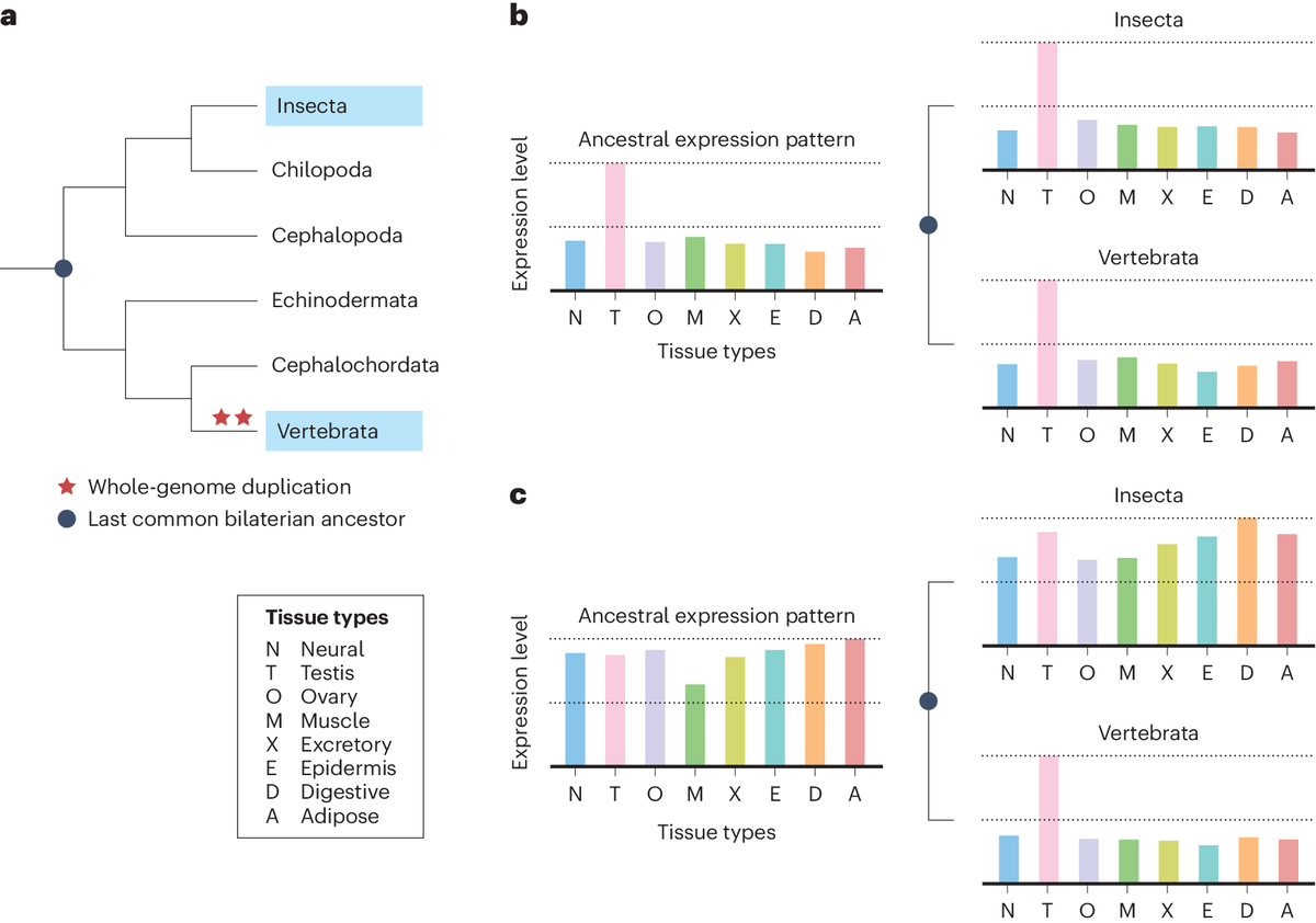 A comparative transcriptomic analysis of eight tissue types in twenty bilaterian species reveals the long-lasting effects of genome duplication on the evolution of novel tissue-specific gene-expression patterns. nature.com/articles/s4155…