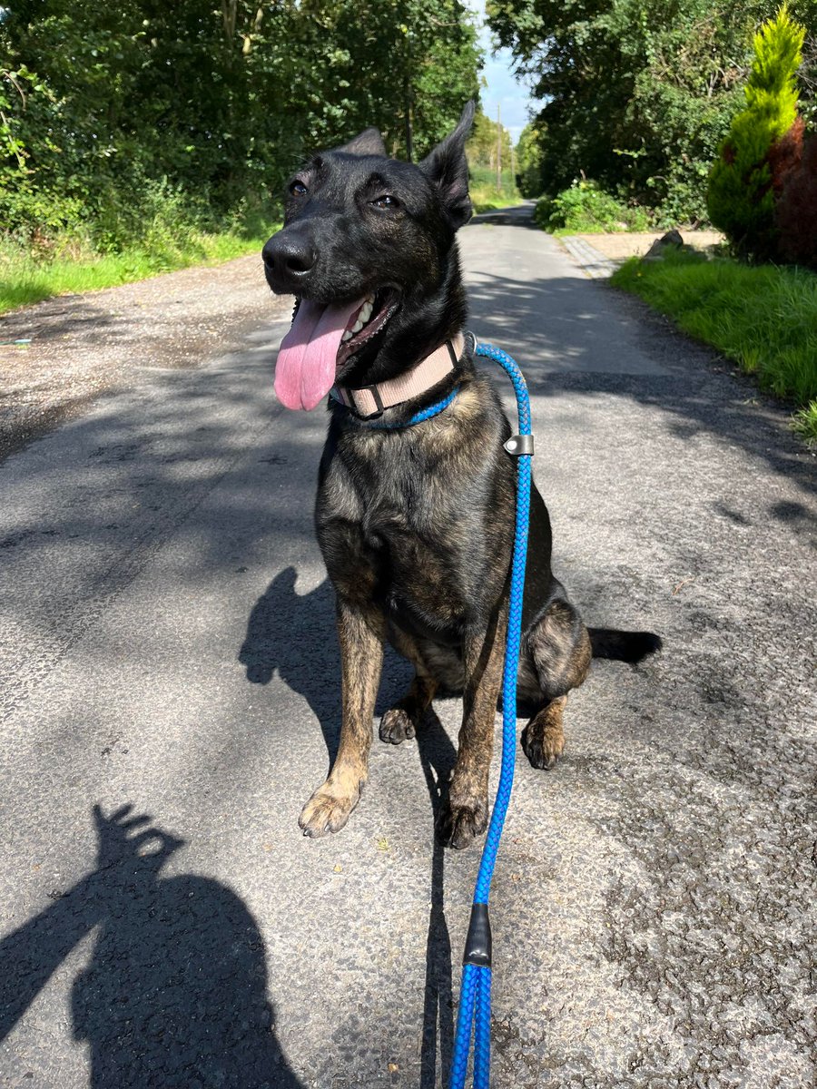 Roxy is around 19mths old and she has had quite a chaotic life, Roxy has played well with other #dogs at the #Essex kennels but she will need a child free home please #GermanShepherd gsrelite.co.uk/roxy-20/