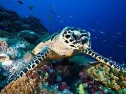 Fact_Climate's tweet image. The Hawksbill Sea Turtle has existed for over 100 million years.

But its numbers have plummeted 80% in the last century due to coastal development, sea-level rise, and plastic pollution. 

#EndangeredSpecies #PlasticPollution #ClimateChange #Conservation #ClimateFacts