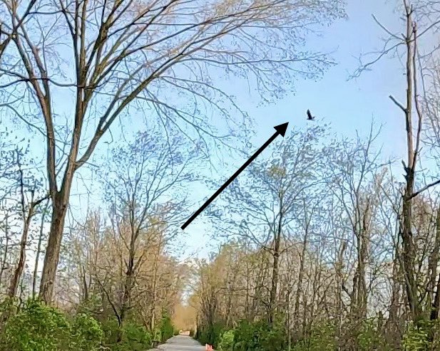 Bald Eagle. It was just after sunrise Sunday near 199th St. It turned and I caught up with it just after this picture. It followed the Monon just above tree height for about 300 feet. Just me and the Eagle cruising along. One of the coolest things I’ve seen from my bike.