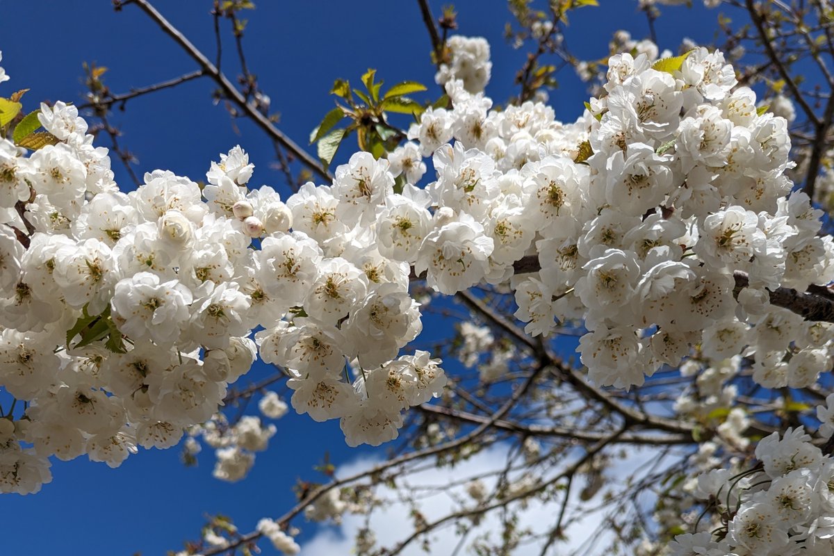 HeritageWSHC's tweet photo. Making the most of today's sunshine & grabbing some new photos for our new-look website which we're currently working on.
#spring #blossom #RootedInHistory https://t.co/2bJvUKlrsu