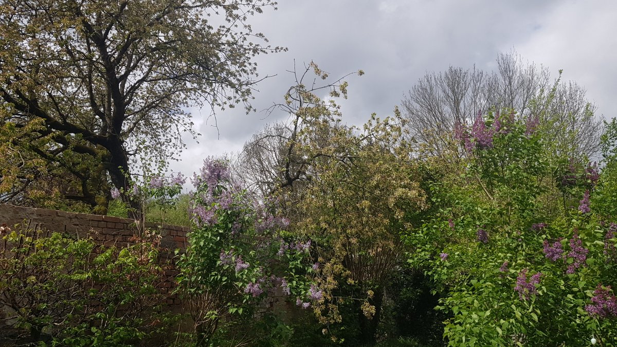 Wahrscheinlich etwas mehr als hundert Jahre steht er beim Nachbargarten im Grundstück: ein großer Kirschbaum. Heute Nacht beim Sturm brach ein großer Ast ab. Nun ist die Stabilität gefährdet und er wird wohl am Wochenende gefällt. Schade. Er wird irgendwie fehlen.