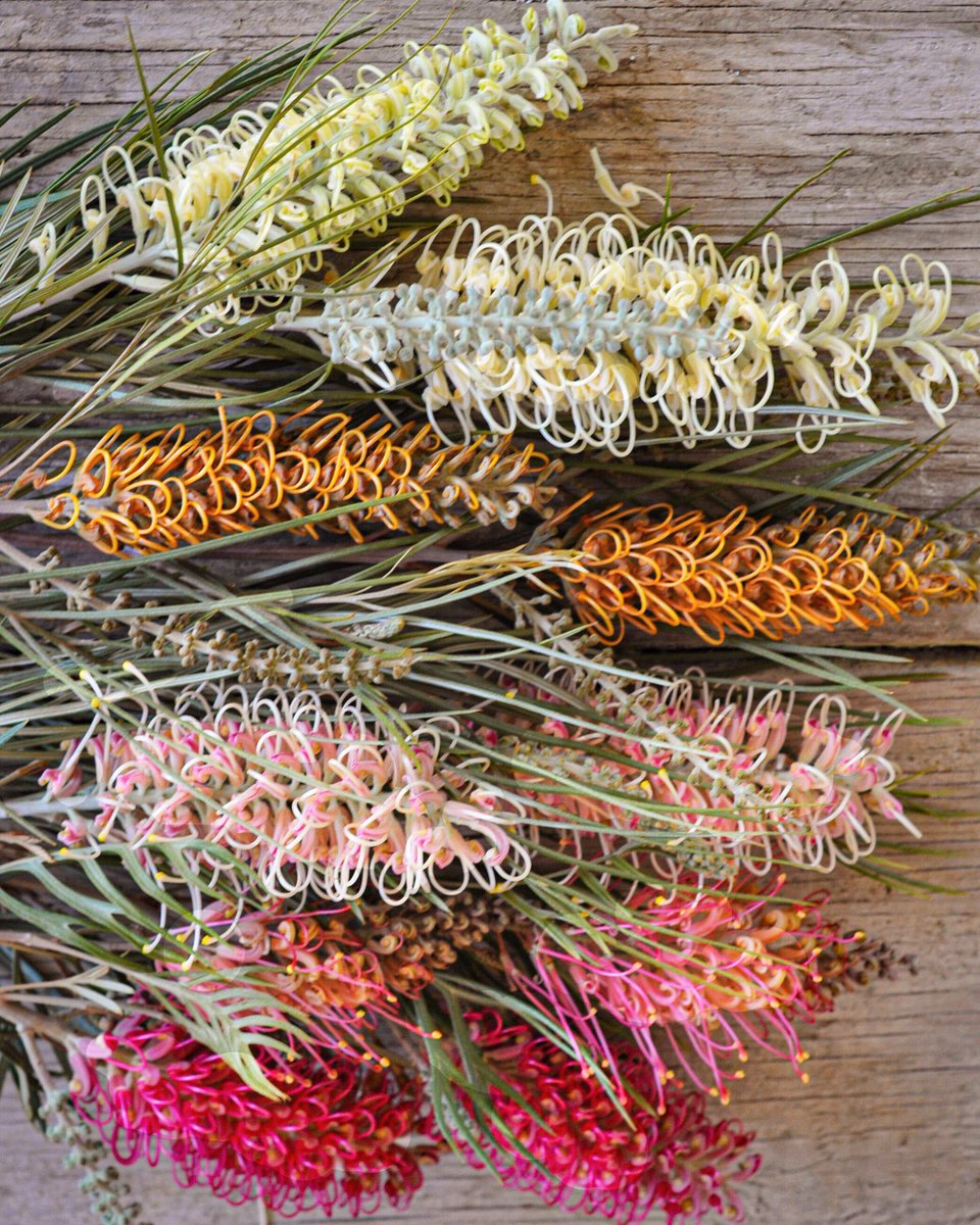 Who’s up for some unexpected spring #color & #texture? We’re crazy about these Lollipop-like #flowers that never fail to amaze, with their intricately formed, colorful blooms. #Grevillea’s (or Bush Lollies + Spiderman) popularity comes from its willingness to flower & flower. 🍡