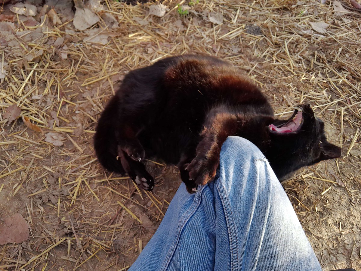 Blackie greets the new day with a mighty roar and ... just a few scratches on Human's knee.  #CommunityCats #StrayCats #TNR