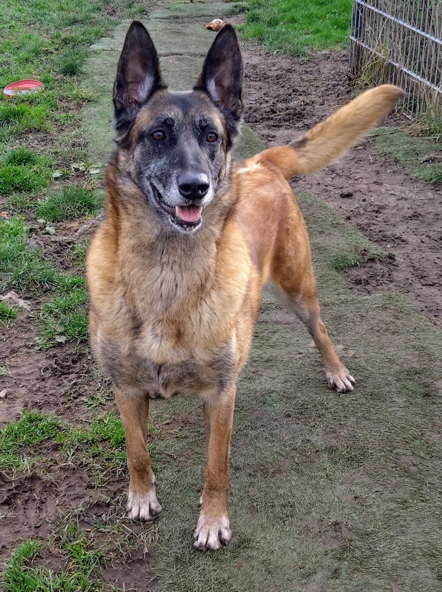 gsrescueelite tweet picture