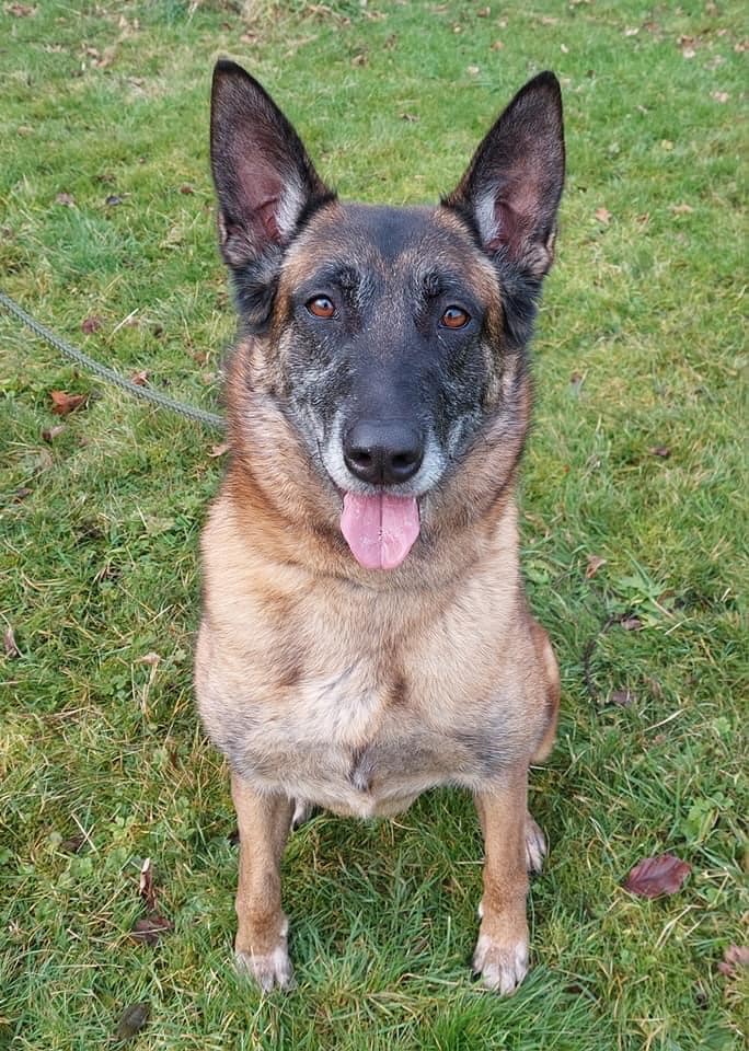 Sheba is around 4/5yrs old and she came to us in Sept 21, Sheba is a steady girl who loves a fuss, she can live with older kids but would prefer a pet free home please #dogs #GermanShepherd #SouthYorkshire gsrelite.co.uk/sheba-11/