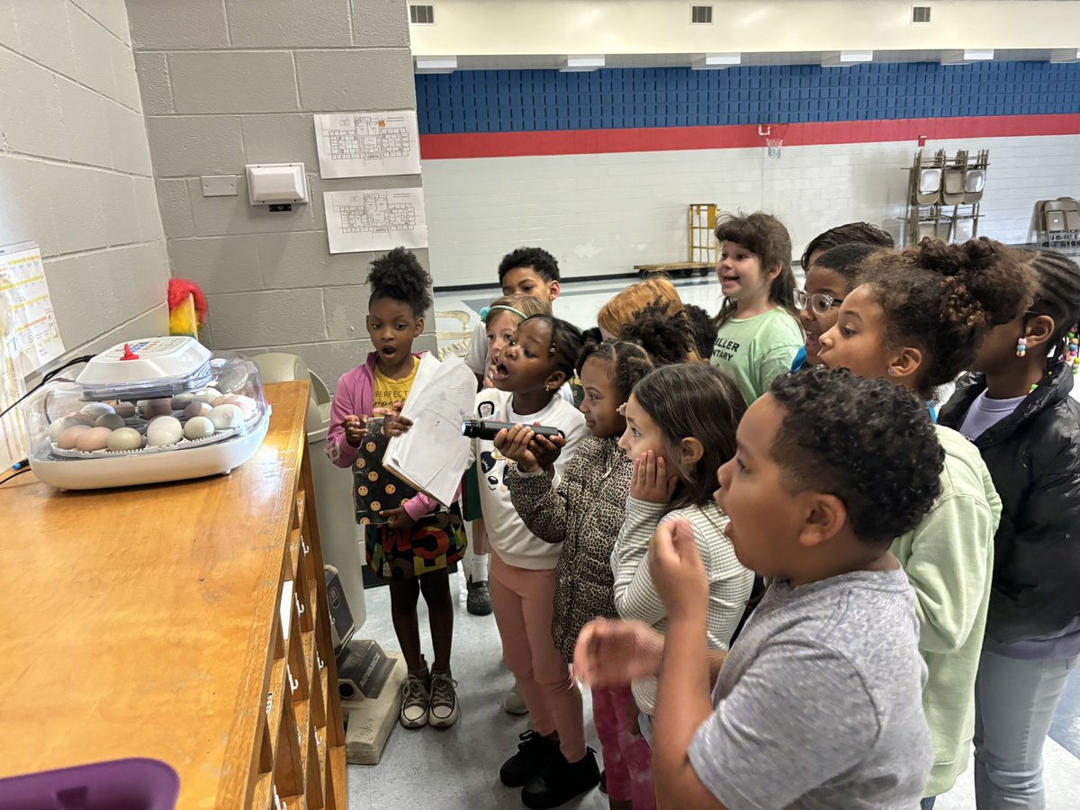 dawn_garlow's tweet photo. Curiosity is what fuels learning! We have been watching closely our chick and duck eggs. Kids are asking a lot of good questions. We are excitedly waiting for “Hatch Day.” 🥰🐣#globalLeaders #UnitingOurWorld @ParticipateLrng https://t.co/zSwb7NmlGe