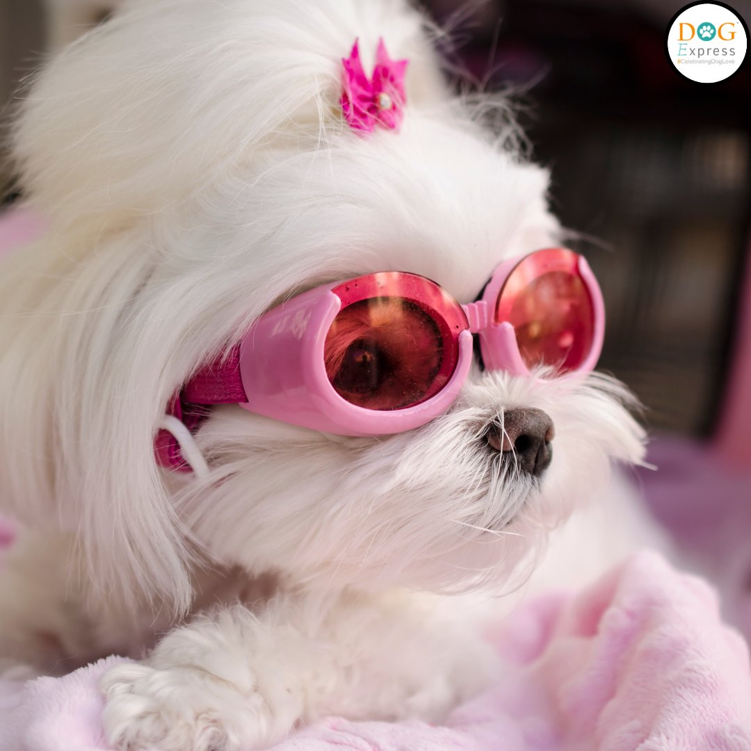 I can feel the wind blowing through my hair. 🐾😍 #Dogexpress #Celebratingdoglove #Doglovers #Dogowners #lovemydog #doglove #doglife🐾 #goingforshopping👜 #dogfeeling #dogfeels #dogmeme #trending #cutepic #pet #PetGrooming #petstagram #dogstagram #dogsofinstagram