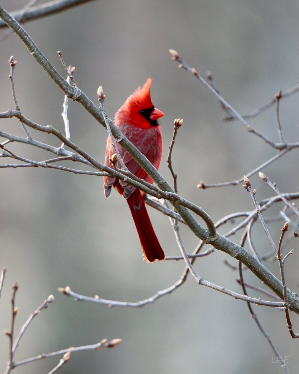 Wishing everyone a good hair day! 😁 #NorthernCardinal #BeautifulBirds #BirdPhotography #TeamCanon #birdwatching #cardinal