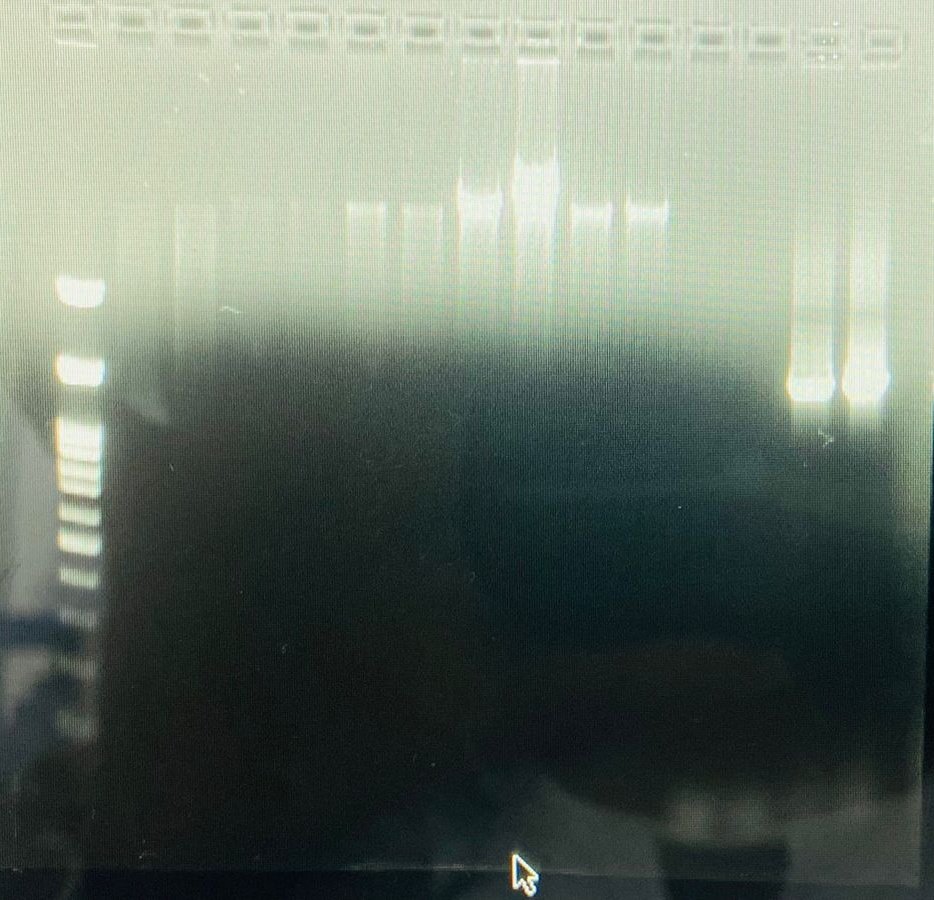 smanoharan_naan's tweet photo. Some of our super excited participants, decided to test our Bento Lab dipstick-extracted DNA for PCR amplification and guess what, with a few tweaks, it worked! https://t.co/T1kPoE8a7g