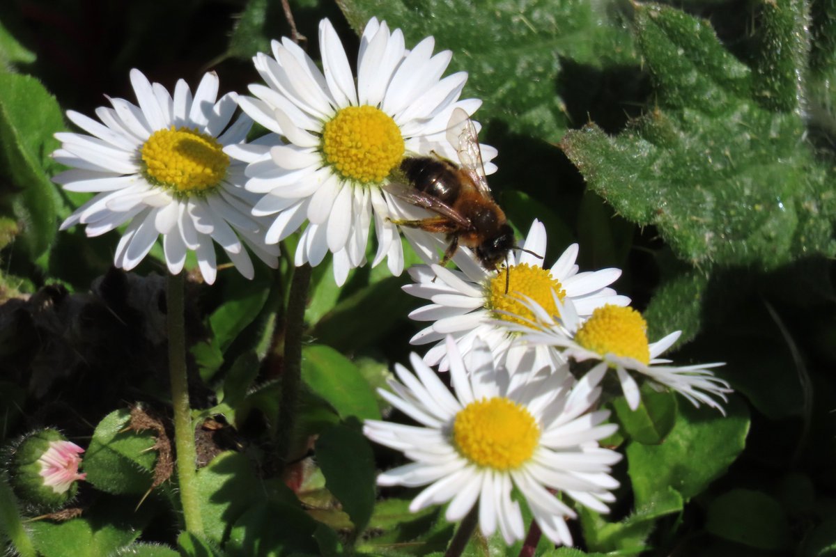 Saw numerous Buffish Mining Bees (Andrena nigroaenea) this morning, busy working away at a patch of Daisies. Several other solitary bee species showed themselves today too, but these are easily the most conspicuous at the moment