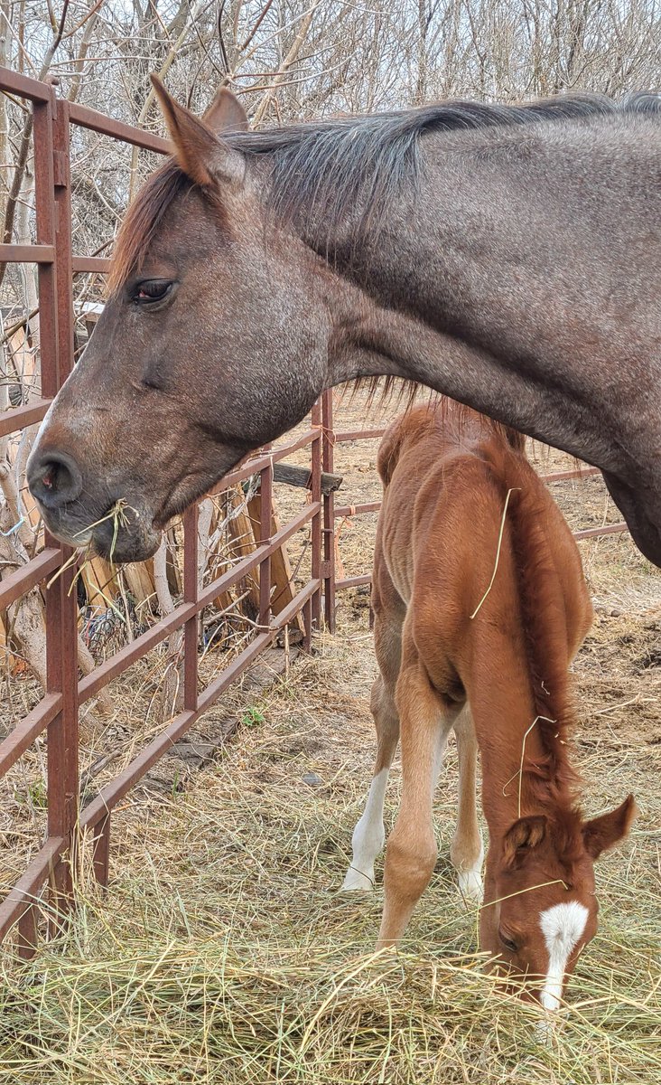 JBMEquiFarms's tweet photo. The subtle mare....
....close enough OK...
look π€£π€£
#mommaG #babyR #GingerandRuby #Ginger #Ruby https://t.co/CrUBNk3KTp