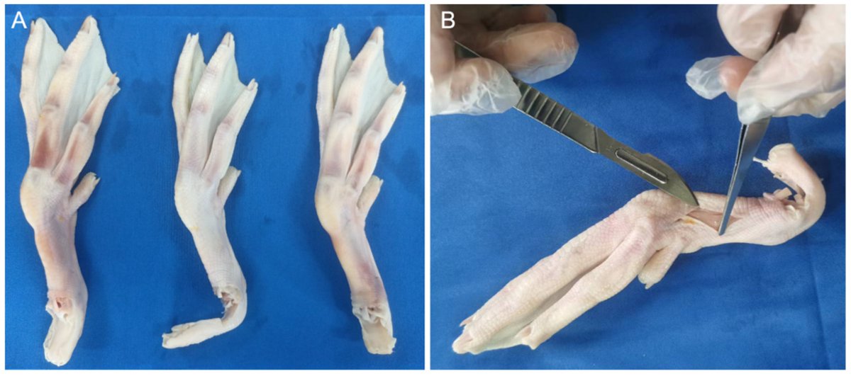 #RecommendedPaper
📰From the Analysis of Anatomy and Locomotor Function of Biological Foot Systems to the Design of Bionic Foot: An Example of the Webbed Foot of the Mallard by Dianlei Han, et al.
@connectujs
🔎Read the full paper here: mdpi.com/2313-7673/8/8/…
#mallard #CT