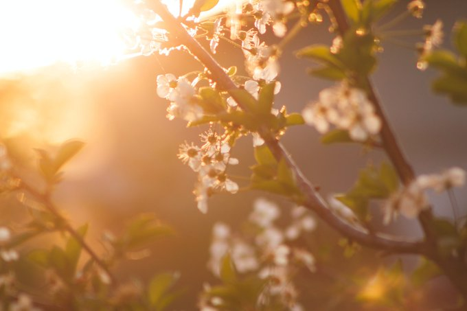 こんばんは🍀 少し前ですが朝日を浴びた梅の花🌸 とても気持ちよさそうな瞬間ですね。☺️❤️☘️🌈