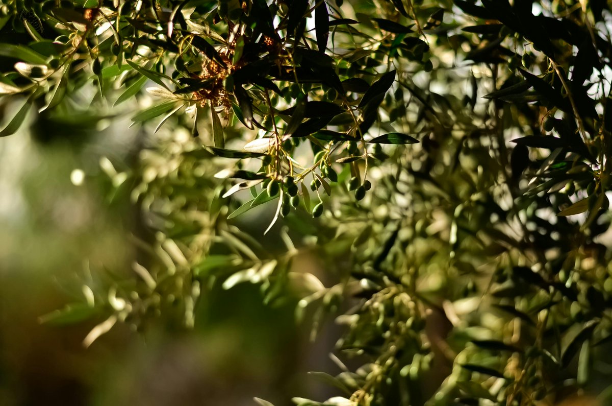 Did you know? 🌿 The olive tree isn't just about olives and oil – it's a hub of innovation and sustainability! 💡 From cultivation to production, the exploration of olive leaf offers endless potential in medicine, cosmetics, and more! 💪oleaf4value.eu