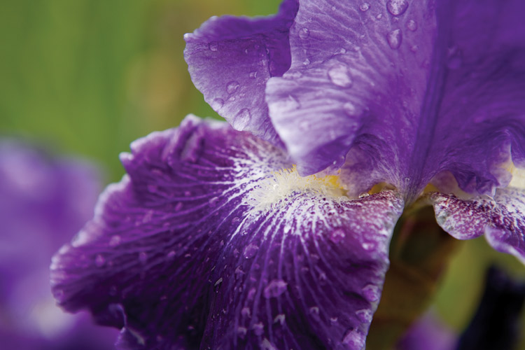 Mark your calendars for the Tennessee Iris Festival later this month in Dresden! 💜 tnhomeandfarm.com/travel/tenness…