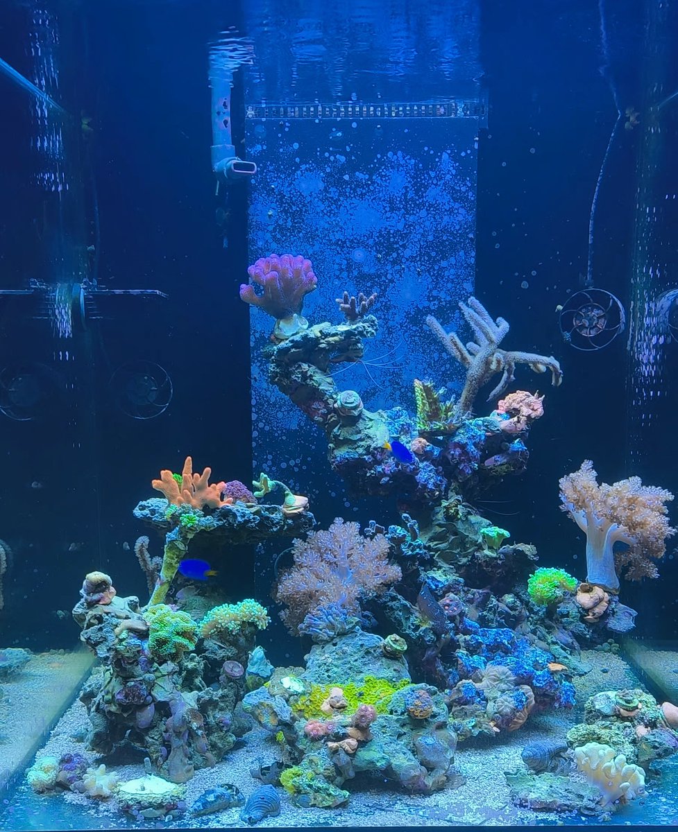 #Korallenriff alles aus Nachzucht!