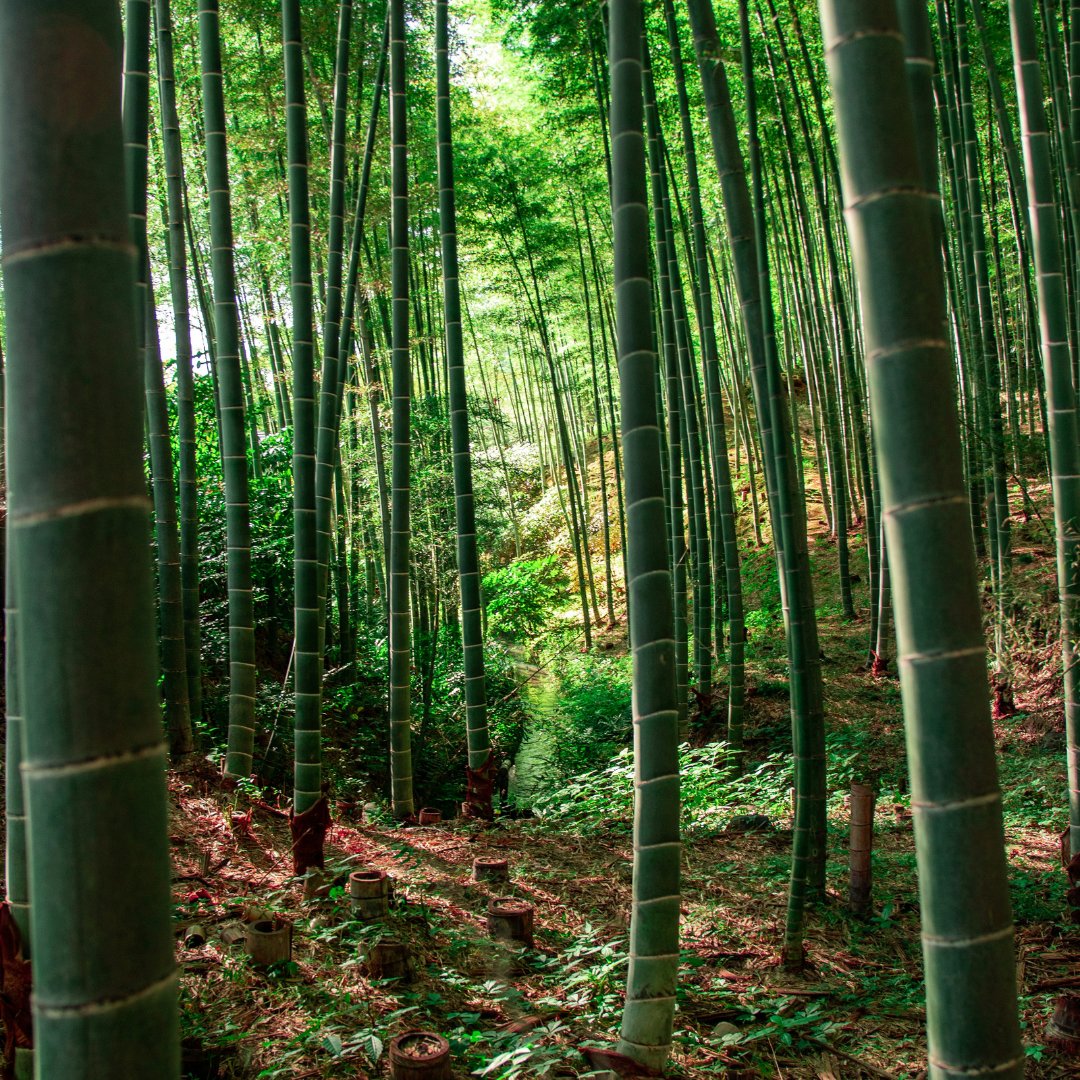 GoWithGuide's tweet image. Where in the world is #gowithguide today? We’re back in #japan, saying farewell to #sakuraseason with this #cherryblossom filled tour of greater #kyoto by Tatsuhiro N. with traveler Shereen L. Tour guide: Tatsuhiro N. check him out here! gowithguide.com/supplier/358