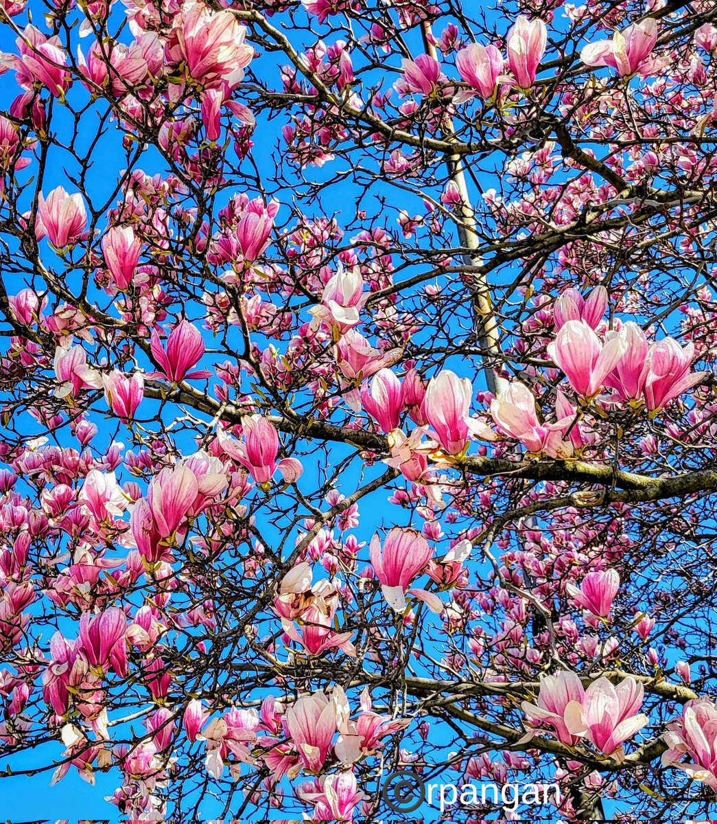 Brilliant magnolias under the blue sky! Happy days! 😍💙🩵🩷💓
#TuesdayBlue #flowers #SpringVibes #FlowerHunting #GardensHour #gardenersworld #Spring2024