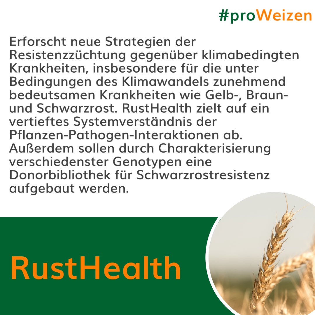 DialogBDP's tweet photo. Die Allianz #proWeizen ist die Anlaufstelle für Weizenforschung und Weizenzüchtung in 🇩🇪 proWeizen koordiniert Forschungsprojekte zu Resistenzzüchtung, Zuchtmethodik, Nutzbarmachung pflanzengenetischer Ressourcen, Verbesserung der Backqualität 👉 https://t.co/UGKXrRvbvw https://t.co/hjLcpEgQA5