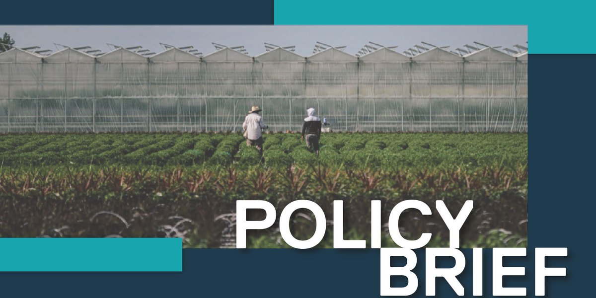 In our latest #PolicyBrief, @alilbitoferika analyzes the policy backdrop contributing to the structural vulnerability of migrant farmworkers in Canada & suggests ways gov. can maintain this essential workforce while protecting the rights of migrants. 🔗: torontomu.ca/content/dam/ce…