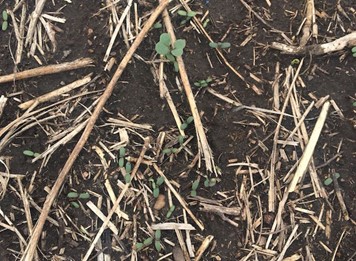 Early in-crop weed control will yield more than late control almost all the time. Read this @CanolaWatch fundamentals article for a review of research studies that support the economics of early spraying: canolacouncil.org/canola-watch/f…