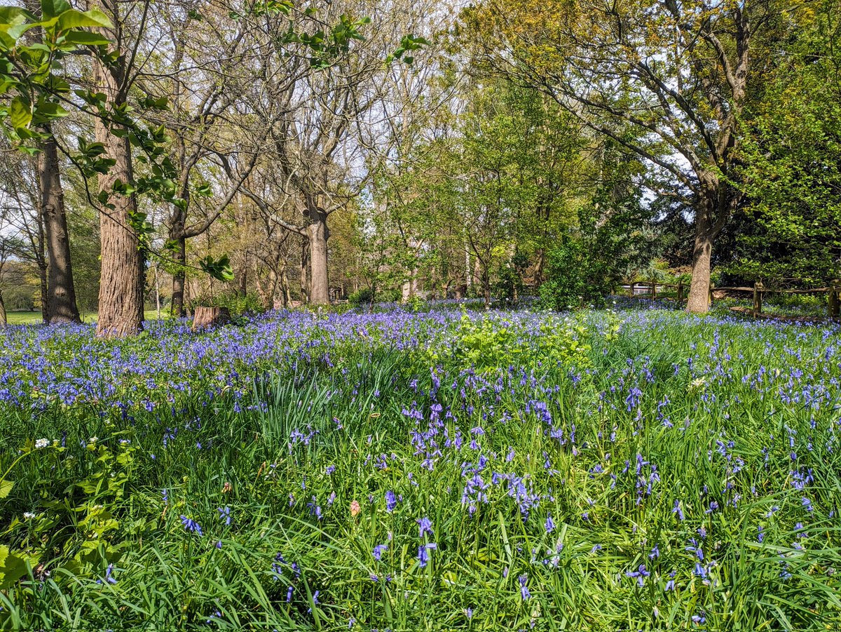 Painshill tweet picture