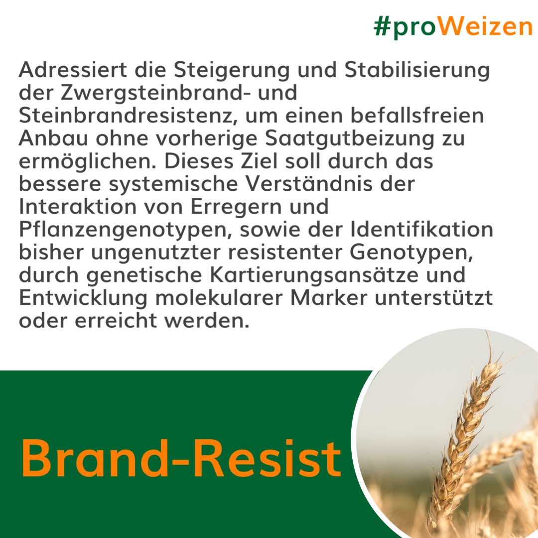 DialogBDP's tweet photo. Die Allianz #proweizen hat das Ziel, Fortschritte in der Weizenforschung zu erzielen und die Effizienz der Weizenzüchtung weiter zu steigern. Alles über proWeizen und aktuelle Projekte 👉 https://t.co/7J7uAwOewO https://t.co/iGmWesG3Bw