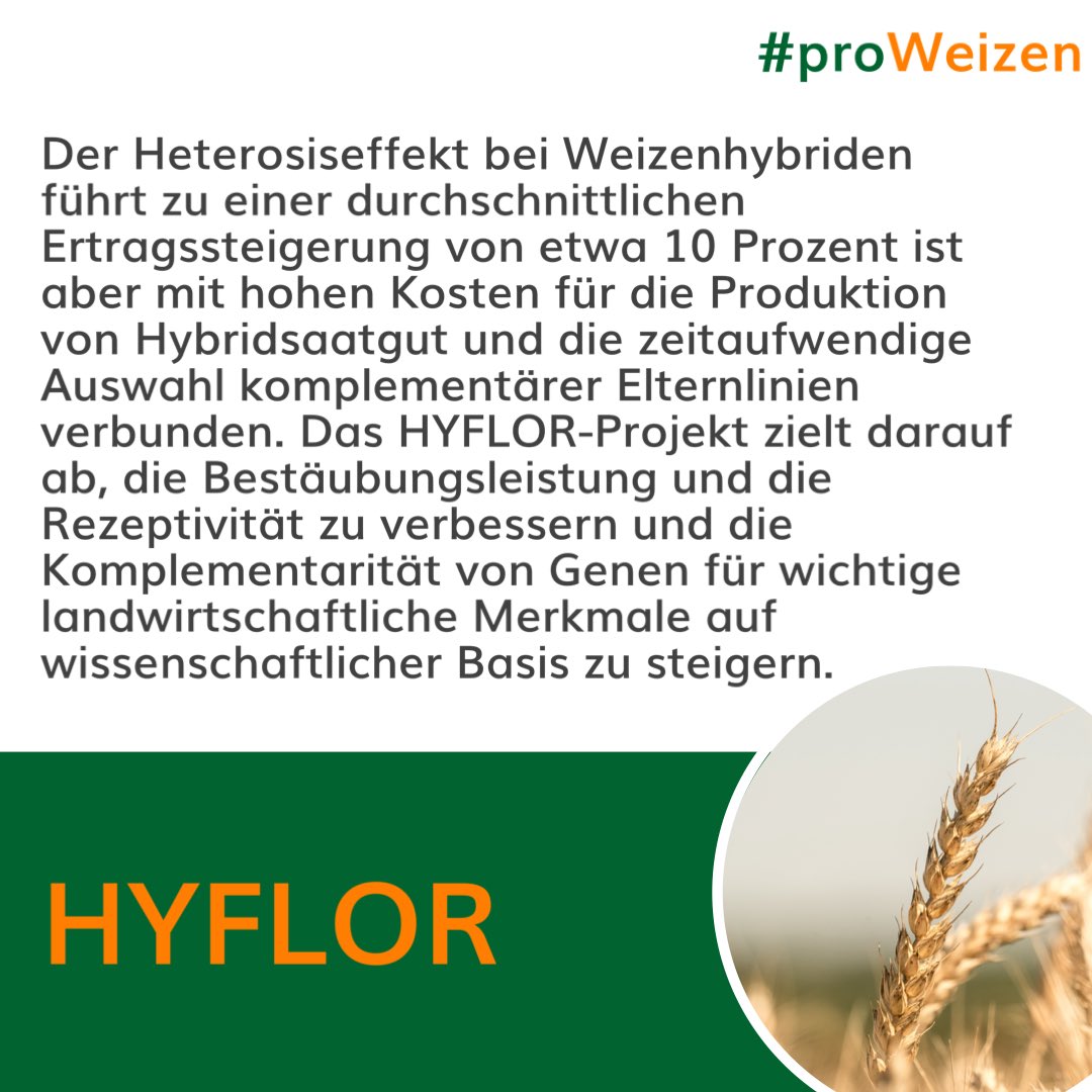 DialogBDP's tweet photo. Die Allianz #proweizen hat das Ziel, Fortschritte in der Weizenforschung zu erzielen und die Effizienz der Weizenzüchtung weiter zu steigern. Alles über proWeizen und aktuelle Projekte 👉 https://t.co/7J7uAwOewO https://t.co/iGmWesG3Bw