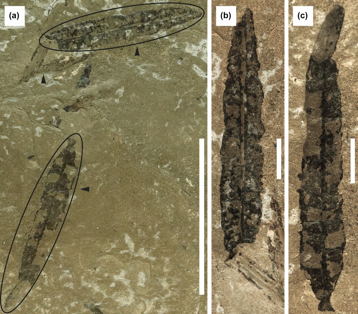 CGoisMarques's tweet photo. Coiro et al in press | Parallel evolution of #angiosperm-like #venation in Peltaspermales: a reinvestigation of #Furcula | New Phytologist: https://t.co/pQAI9gzBJ6
Congrats @Lepidodendron and team.
#Palaeobotany #paleobotany #leaf #botany https://t.co/GzuAggKHpO